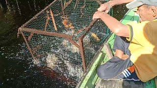 ANGKAT PENGILAR TENGGELAM FULL IKAN KELABAU [upl. by Stortz21]