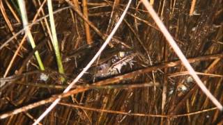 Florida Leopard Frogs Calling [upl. by Icyaj]