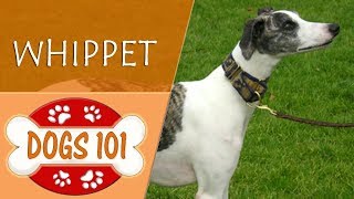 Dogs 101  WHIPPET  Top Dog Facts About the WHIPPET [upl. by Colby521]