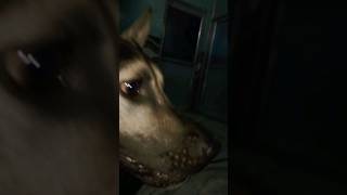 german shepherd angry voice germanshepherd dogshorts german shortvideo [upl. by Loyce]