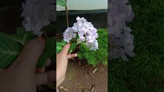 Hydrangea flower Shots trending vediopls subscribe [upl. by Pettiford]