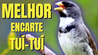 🟢 MELHOR CANTO TUI TUI PARA ENCARTE🟢🟢ÁUDIO COM FÊMEA  TURBINE SEU COLEIRO 🟢 [upl. by Ogawa]