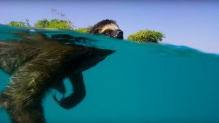 Swimming Sloth Searches For Mate  Planet Earth II  BBC Earth [upl. by Adelaida535]