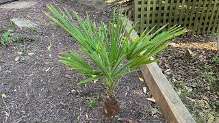 Trachycarpus takil  The Hardiest Trachycarpus Species and Hardiest Trunking Palm [upl. by Georgianna]