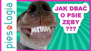 Jak dbać o psie zęby [upl. by Colin]