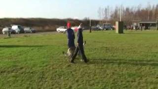 Czechoslovakian wolfdog BExamtraining [upl. by Mairim749]