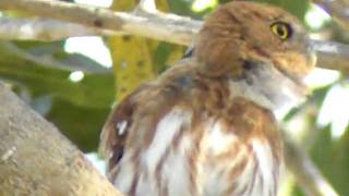 Ferruginous PygmyOwl [upl. by Zemaj]