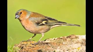 Canto del Pinzón  Cantos de Aves  Singing Birds  Video HD [upl. by Ellynad]