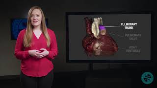 Anatomy Series  Blood Flow Through the Heart – A Walkthrough [upl. by Ransell]