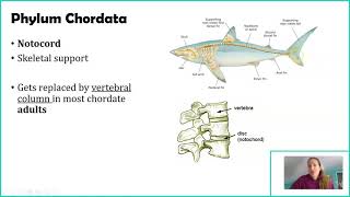 Phylum Chordata [upl. by Stephie]