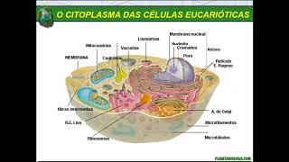 Organelas citoplasmáticas  membrana plasmática citoplasma citoesqueleto complexo golgiense [upl. by Dione]