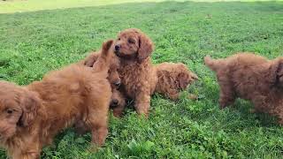 Cavapoo Puppies [upl. by Liuqnoj]