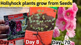 Tips To Grow Hollyhock From Seeds in 3 days  How to grow Hollyhock from seeds AZ Details [upl. by Wilhelm]