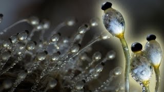 Fungus Cannon In Super Slow Motion  Slo Mo  Earth Unplugged [upl. by Phyllida]