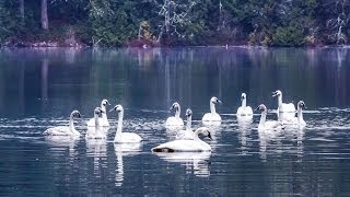 The REAL Swan Lake Trumpeter Swans by the Hundreds Taking Flight HD [upl. by Mylan409]