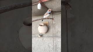 Male Zebra Finch Singing  Beautiful Birdsong [upl. by Leroj]