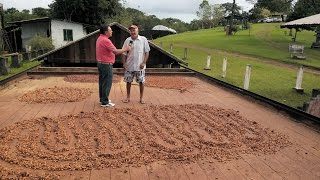 Fazenda de Cacau Irerê  Ilhéus Bahia [upl. by Anivahs]