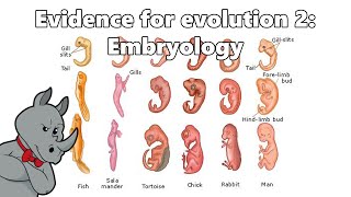 Evidence for Evolution  Embryology [upl. by Seniag267]