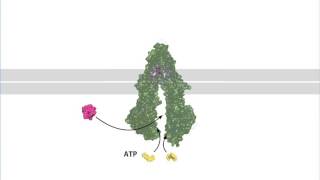 Drug Export by the Multi Drug Resistance Pump [upl. by Lubin]