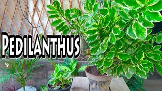 Pedilanthus Plant  Low Maintenance Plant  Devils Backbone Plant Urduhindi [upl. by Llyrehc]