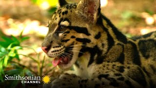 These ADORABLE Clouded Leopards Won’t Stop Playing 😍 Animals at Play  Smithsonian Channel [upl. by Alimrahs]