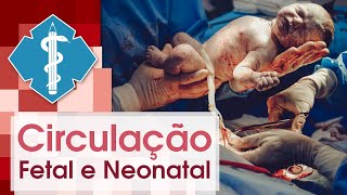 Circulação Fetal e Neonatal  Material para Estudo [upl. by Halika773]