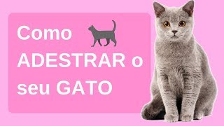 Como ADESTRAR treinar seu GATO  Passo a passo simples [upl. by Betthezul326]