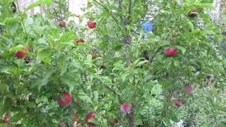 Santa Rosa and Methley Plum Self Fertile Plums for Austin Texas [upl. by Serrano]