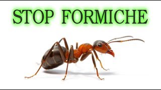 Stop alle formiche per sempre in modo naturale e a costo zero  o quasi ants fourmis hormigas [upl. by Darreg]