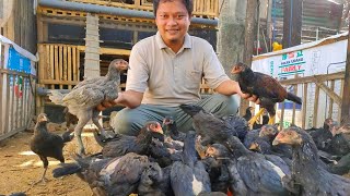 4 CARA TERNAK AYAM KAMPUNG UNTUK PEMULA DIJAMIN MENGUNTUNGKAN [upl. by Neerehs207]