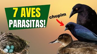 As 7 AVES PARASITAS de NINHOS do Brasil  Curiosidades sobre o chupim e outros pássaros como ele [upl. by Morse]