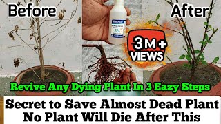 How To Revive Any Dying Plant in 3 Eazy Steps  Root Rot Treatment  Plants Issues And Solutions [upl. by Dodds647]