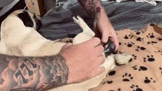 How to assist Whelping Pug peaceful home birth dog gives birth to 7 puppies time lapse tips [upl. by Bael824]