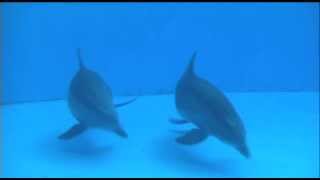 Dolphin giving birth caught on camera [upl. by Lisab903]