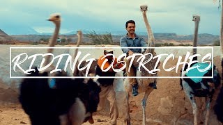 RIDING OSTRICHES in Oudtshoorn [upl. by Traver849]