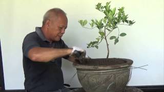 Bonsai Tutorials for Beginners How to bonsai a Lemon tree from Nursery Stock [upl. by Sikleb79]