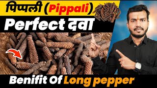 Perfect dawa pippali बस थोड़ी सी पिप्पली जो है वात पित्त कफ सबकी दवाpiper longum pipli EP502 [upl. by Idnek]