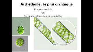 Thallophytes les algues  appareil végétatifAppareil plastidial [upl. by Otsedom310]