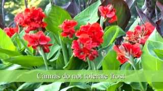 How to Plant Canna Bulbs [upl. by Solnit567]