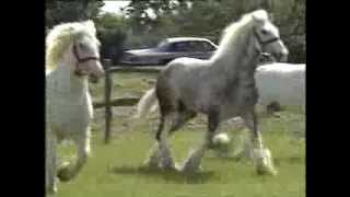 Horses  Shire Horses  Thames News  1991 [upl. by Noiram661]