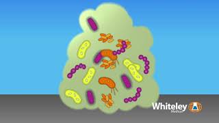 Biofilm Formation  Whiteley Medical [upl. by Gessner]