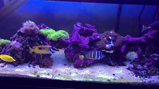 lowering nitrates with microbacter7 in saltwater tank  rotter tube reef [upl. by Pier]