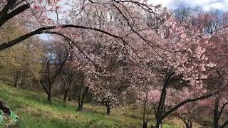 松本市 桜の名所弘法山古墳さんぽ抜け道～山頂） 2020年4月19日 Waik around Koubouyama [upl. by Adla]