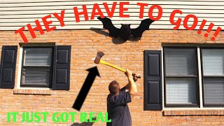 How To Get Bats Out Of An Attic [upl. by Weinert]