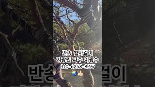 정원수  반송 만들기🍀4808🍀👍🏻⭐️ 분재 bonsai 盆栽 지광원 백석문화대학교 이광수 대한민국나무No1 worldtourbonsai🌳⛳️🌏 [upl. by Redman]