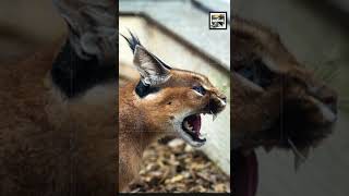 Quick Caracal Facts  The Feline of the Pharaohs  Animal a Day shorts [upl. by Phila]