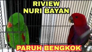 REVIEW amp HARGA NURI BAYAN [upl. by Ydnor114]