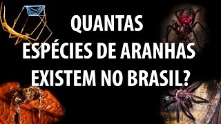 Quantas espécies de aranhas existem no Brasil [upl. by Shere936]