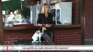 Quels aliments sont toxiques pour le chien [upl. by Ire708]