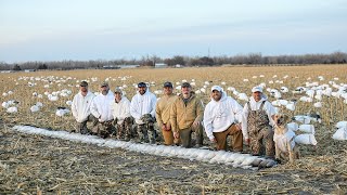 CRUSHING Adult Snow Geese from Inside the Spread  Up Close amp Personal [upl. by Ferna972]